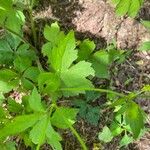 Ranunculus recurvatus Leaf