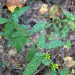 Solidago caesia Лист