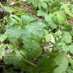 Ranunculus repens Leaf