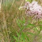 Eupatorium cannabinum葉