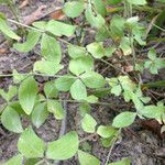 Galium circaezans Habitat