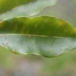 Syzygium borbonicum Leaf