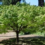 Acer palmatum Blatt