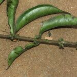 Tricalysia pallens Fruit