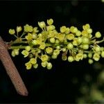 Iryanthera juruensis Fruit