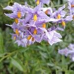 Solanum crispumFlors