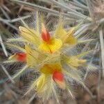 Anthyllis tejedensis Λουλούδι