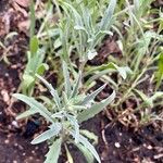 Matthiola longipetala Leaf