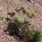 Eriogonum robustum Hábito