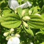 Philadelphus microphyllus Leaf