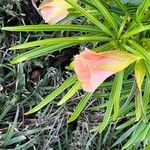 Thevetia neriifolia Flor