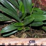 Maxillaria brachybulbon Ліст