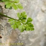 Asplenium lepidum Sonstige