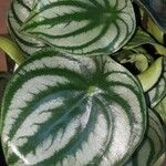 Peperomia argyreia Лист