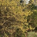 Corylopsis spicata ഇല