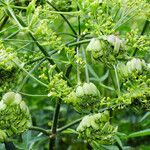 Heracleum sphondylium Fruit