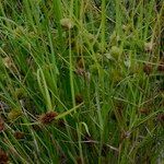 Carex bohemica Plante entière