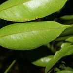 Machaerium kegelii Leaf