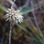 Rhynchospora alba Blodyn