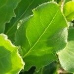 Hieracium amplexicaule Blatt