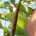 Ceriops tagal फल