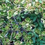 Crassula ovata Habit