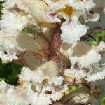Orobanche crenata Blüte