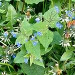 Brunnera macrophyllaΛουλούδι