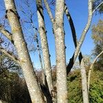 Acer cappadocicum বাকল