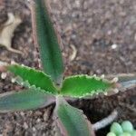 Kalanchoe rosei Leaf