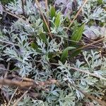 Artemisia ludoviciana Levél