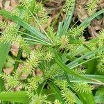 Cyperus hermaphroditus Feuille