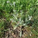 Cynoglossum officinale Habit