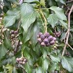 Hedera colchicaFruitua