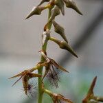 Bulbophyllum alinae Flower