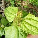 Chromolaena odorata Blatt