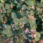Cotoneaster multiflorus Flor