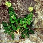 Campanula petraea 形態