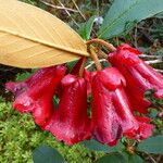 Rhododendron haematodes Virág