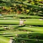 Equisetum hyemale Ostatní