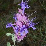 Salvia pachyphylla Цвят