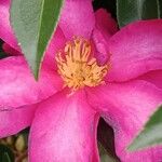 Camellia sasanqua Flor
