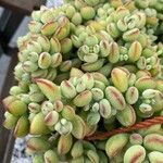 Cotyledon pendens Hoja