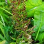 Selinum carvifolia Hoja