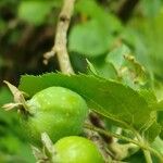 Malus sikkimensis Плод