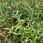 Amsonia tabernaemontana Лист