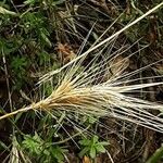 Hordeum marinum Плод