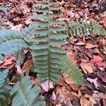 Polystichum acrostichoides ഇല