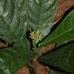 Chassalia ischnophylla Blomst