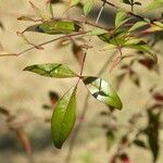 Nandina domesticaᱥᱟᱠᱟᱢ